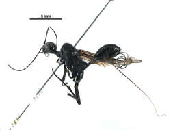 Image of aulacid wasps