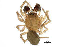 Image of Gnathonaroides pedalis (Emerton 1923)