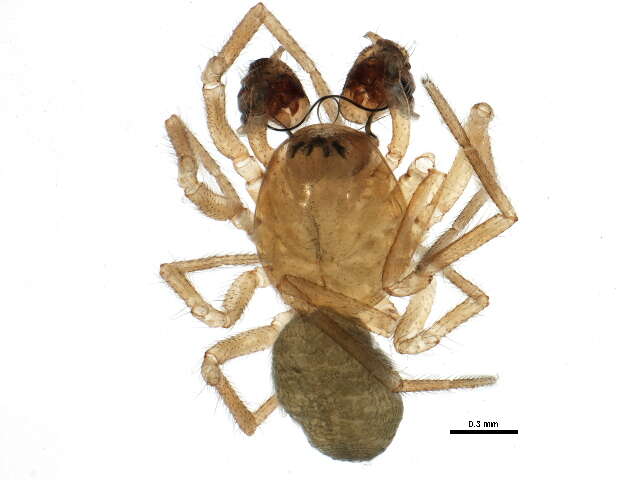 Image of Gnathonaroides pedalis (Emerton 1923)