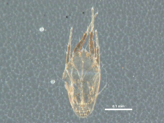 Image of Histiostomatidae