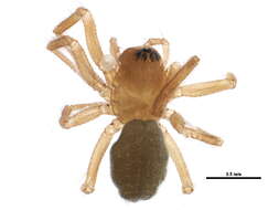 Islandiana longisetosa (Emerton 1882)的图像