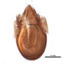 Imagem de Ceratokalummidae Balogh 1970