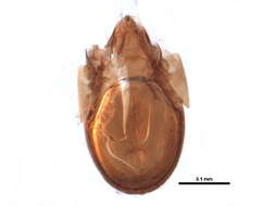 Image of Ceratokalummidae Balogh 1970