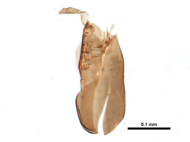 Image of Ceratokalummidae Balogh 1970