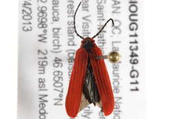 Слика од Dictyoptera aurora (Herbst 1784)