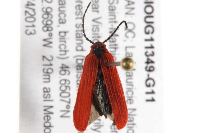 Слика од Dictyoptera aurora (Herbst 1784)