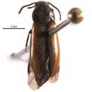 Image of <i>Dolotarsus lividus</i>