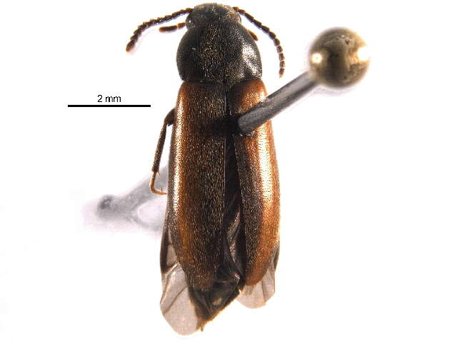 Image of false darkling beetles