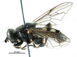 Image of Chalcosyrphus anthreas (Walker 1849)