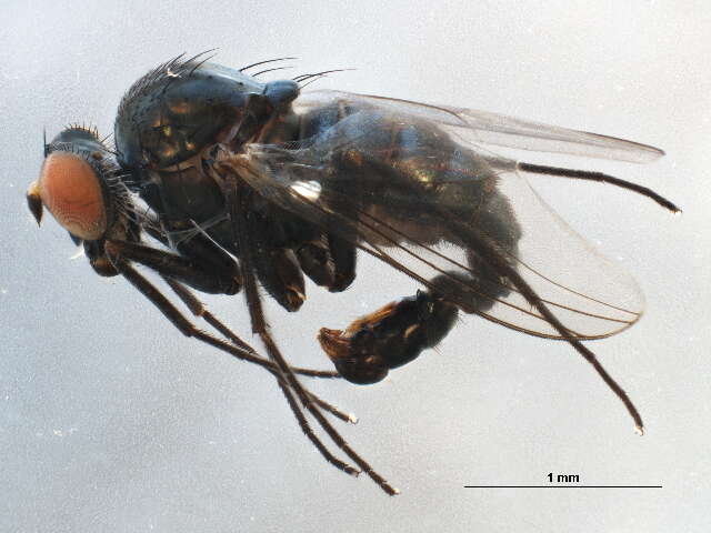 Image of Biota
