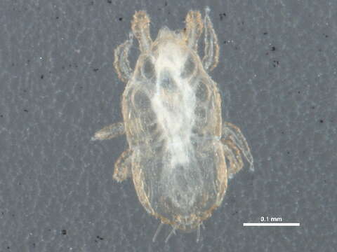 Image of Microgynioidea