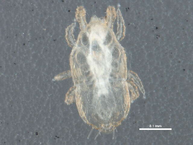 Image of Microgyniidae