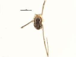 Sivun Sclerosomatidae kuva