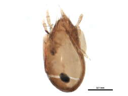 Image of Ceratokalummidae Balogh 1970