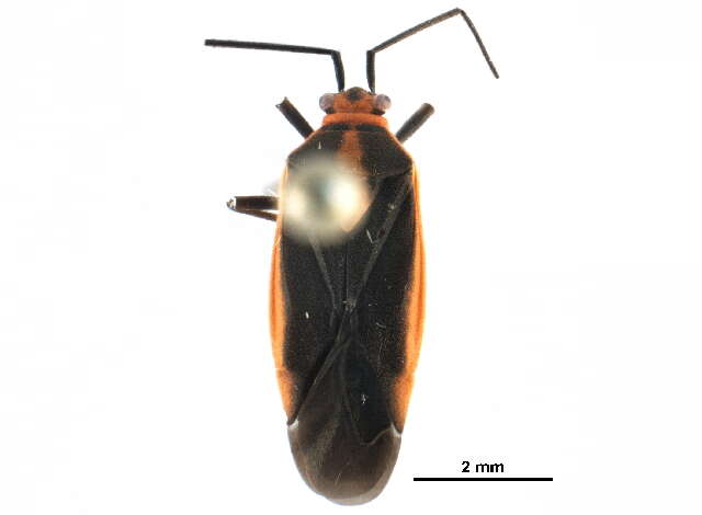 Слика од Prepops circumcinctus (Say 1832)