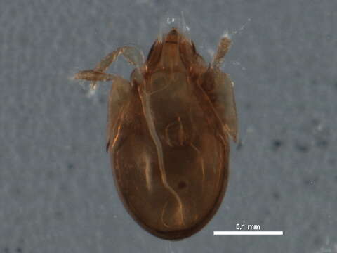 Image of Ceratokalummidae Balogh 1970