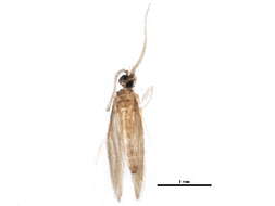 Image of Orthotrichiinae