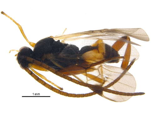 Image of <i>Rasivalva rugosa</i>