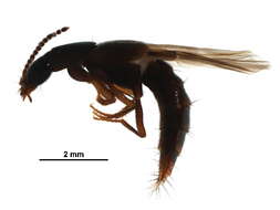 Image of Quedius (Microsaurus) canadensis (Casey 1915)