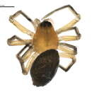 Image of Ceratinopsis nigripalpis Emerton 1882