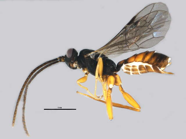 Image of Sphecophaga