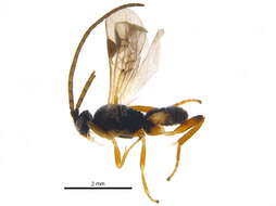 Image of <i>Rasivalva rugosa</i>