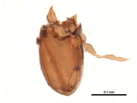 Image of Autognetidae Grandjean 1960