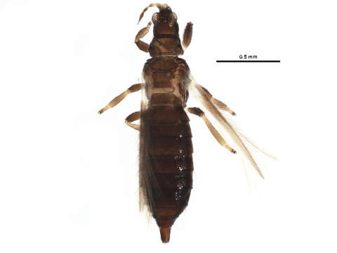 Image of Ctenothrips bridwelli Franklin 1907