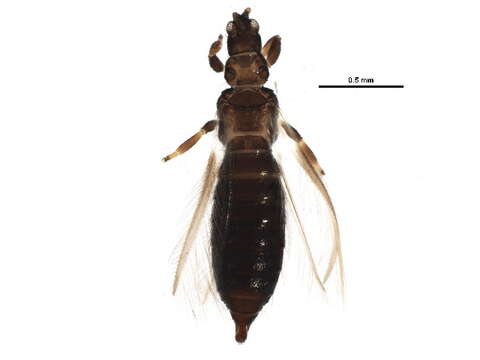 Image of Ctenothrips bridwelli Franklin 1907