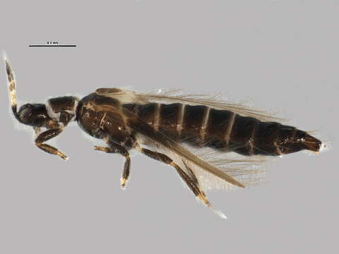 Image of Ctenothrips bridwelli Franklin 1907