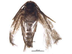 Image of Stigmella villosella (Clemens 1861) Newton et al. 1982