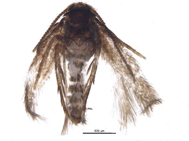 Image of Stigmella villosella (Clemens 1861) Newton et al. 1982