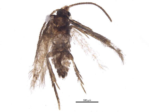 Image of Stigmella villosella (Clemens 1861) Newton et al. 1982