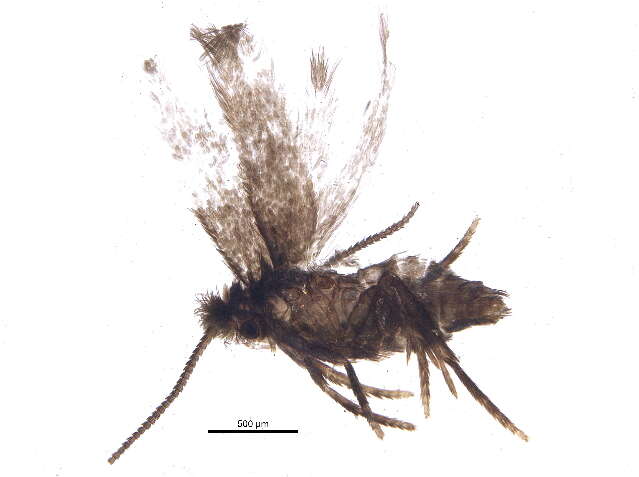 Image of Stigmella villosella (Clemens 1861) Newton et al. 1982