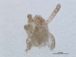Image of Calyptostomatoidea
