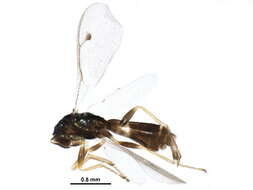 Image of Dinotiscus eupterus (Walker 1836)