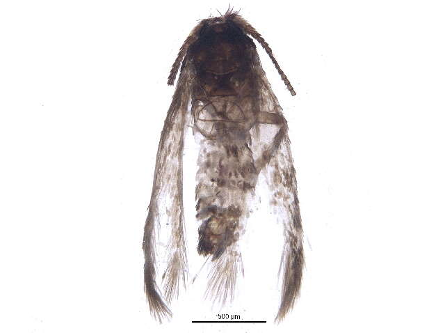 Image of Stigmella villosella (Clemens 1861) Newton et al. 1982