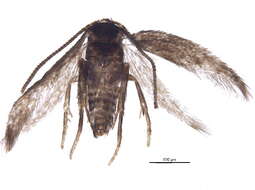 Image of Stigmella villosella (Clemens 1861) Newton et al. 1982