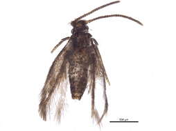 Image of Stigmella villosella (Clemens 1861) Newton et al. 1982