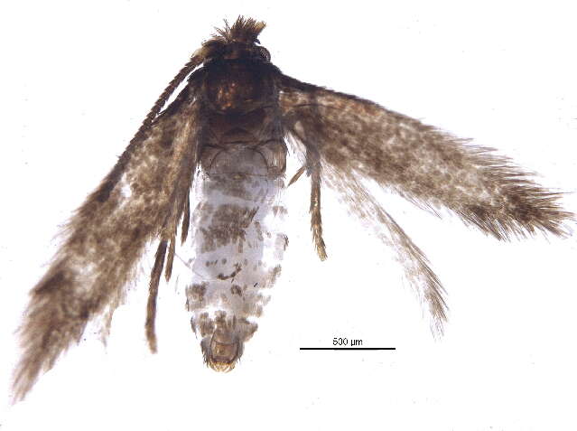 Image of Stigmella villosella (Clemens 1861) Newton et al. 1982