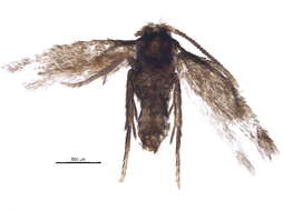 Image of Stigmella villosella (Clemens 1861) Newton et al. 1982