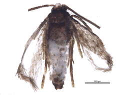 Image of Stigmella villosella (Clemens 1861) Newton et al. 1982