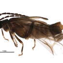 Image of <i>Malthodes fuliginosus</i>