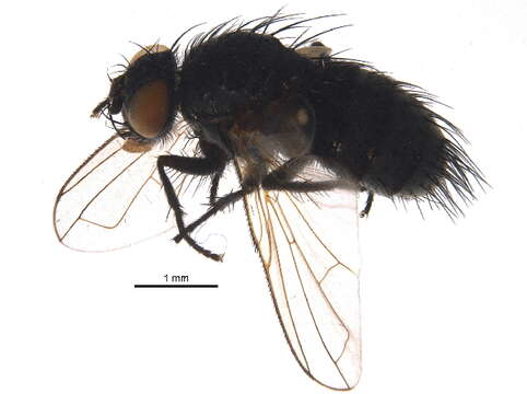 Image of Graphogaster