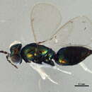 Image of Achrysocharoides