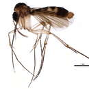 Image of <i>Brachycampta rindeni</i>