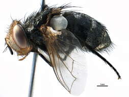 Image of Gonia distincta Smith 1915