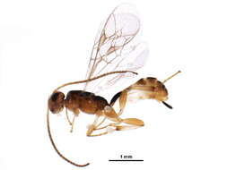 Image of Stictopisthus