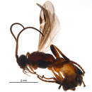 Image de Aleiodes ruficornis (Herrich-Schaffer 1838)