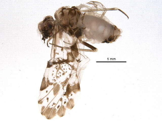 Image of Trichadenotecnum slossonae (Banks & N. 1903)
